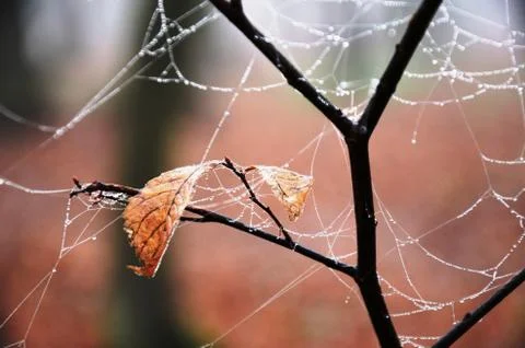 Spider web with dew drops on a branch and yellow faded leaf  in a foggy morning  Stock Photos