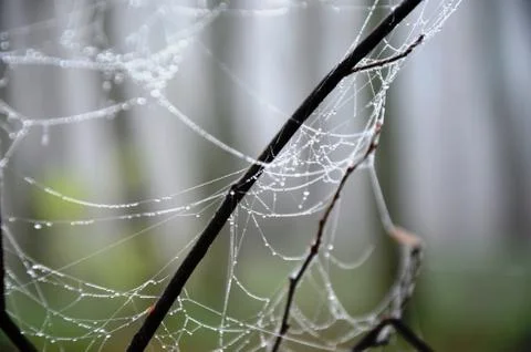 Spider web with dew drops on a branch in a foggy morning forest Stock Photos