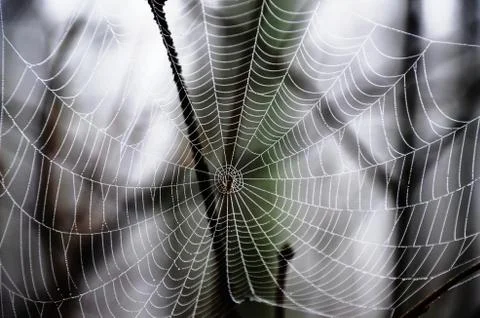 Spider web with dew drops on a branch in a foggy morning forest Stock Photos
