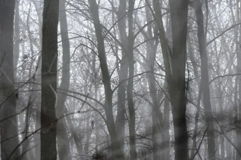 Spider web with dew drops on a branch in a foggy morning forest Stock Photos