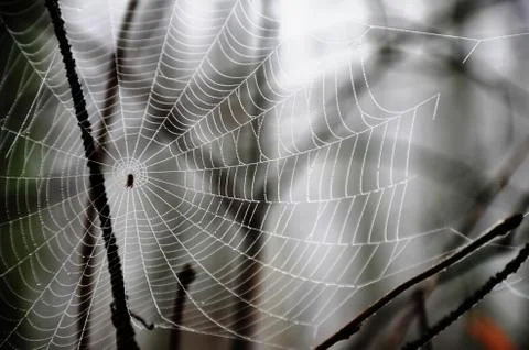 Spider web with dew drops on a branch in a foggy morning forest Stock Photos