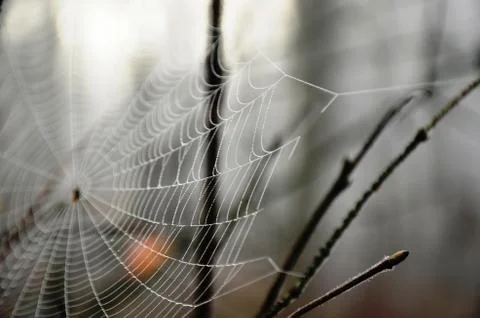 Spider web with dew drops on a branch in a foggy morning forest Stock Photos