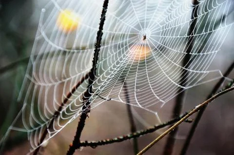 Spider web with dew drops on a branch in a foggy morning forest Stock Photos