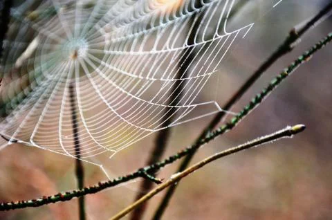 Spider web with dew drops on a branch in a foggy morning forest Stock Photos