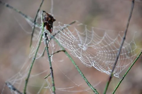 Spider web with dew drops on a branch in a foggy morning forest Stock Photos