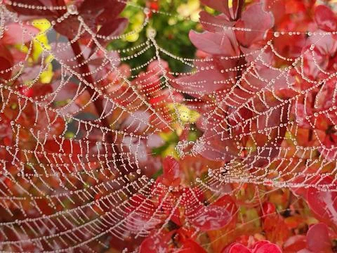 A spider web with dew drops on a bush, against the red background of leaves. Stock Photos