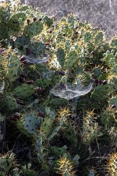 Spider web with dew drops on a cactus on the Roque del Conde plateau. Tener.. 写真素材
