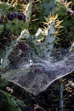 Spider web with dew drops on a cactus on the Roque del Conde plateau. Tener.. Stock Photos