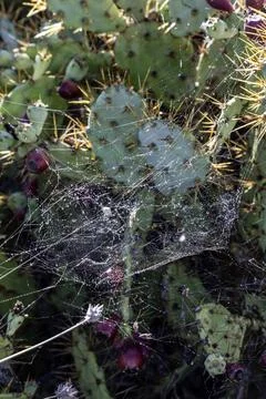 Spider web with dew drops on a cactus on the Roque del Conde plateau. Tener.. Stock Photos
