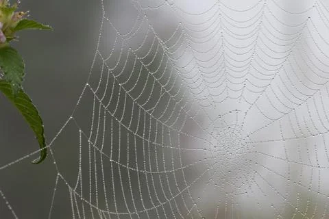 Spider web with dew drops, close-up Stock Photos