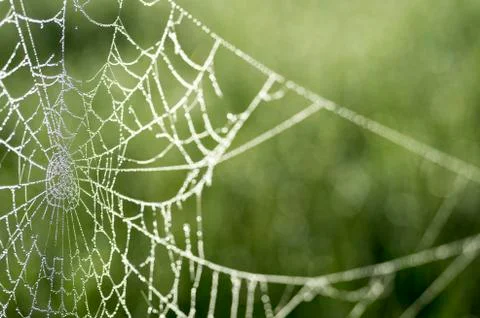 Spider web in dew drops close-up on blurred green background. Stock Photos