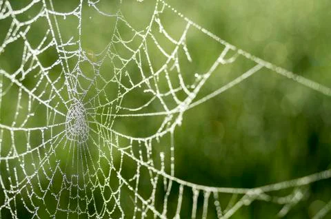 Spider web in dew drops close-up on blurred green background. Stock Photos