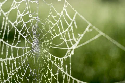 Spider web in dew drops close-up on blurred green background. Stock Photos