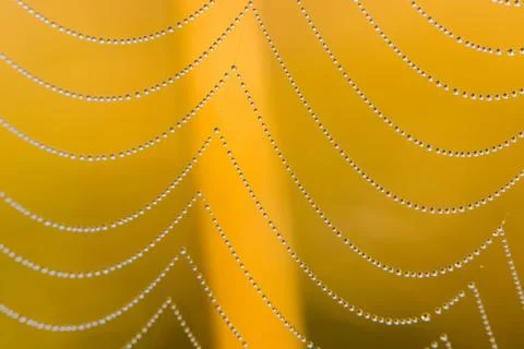 Spider web with dew drops, close-up shot in the morning. Blurred background. Foto stock