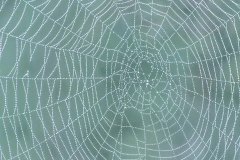 Spider web with dew drops close-up against blurred natural green background Stock Photos