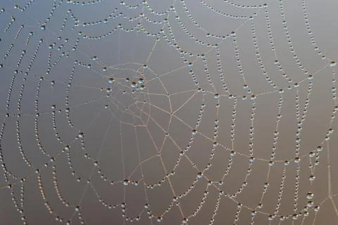 Spider web with dew drops. Cobweb close-up Stock Photos