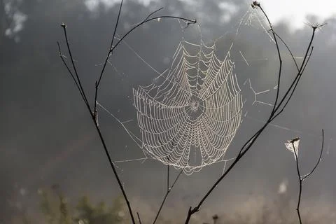 Spider web in dew drops at dawn Stock Photos