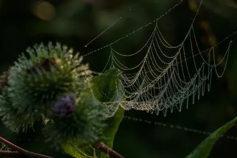 A spider web with dew drops on defocused thistles Stock Photos