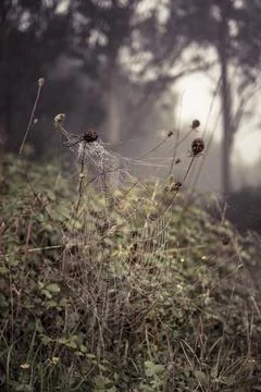 Spider web with dew drops early morning in the forest Stock Photos