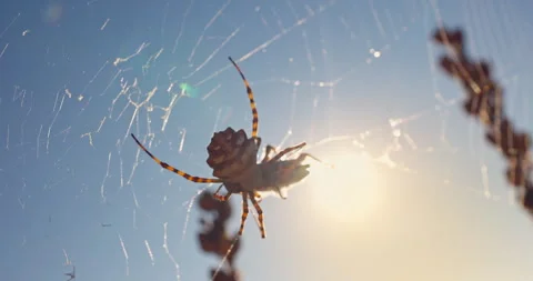 Spider in web with dew drops eating a grasshopper bug against blue sky Stock Footage 320830493