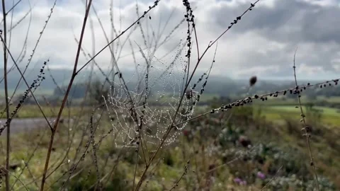 A spider web with dew drops fluttering in the wind 스톡 동영상 287129226