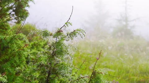 Spider Web with Dew Drops Stock Footage 68044789