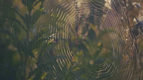 Spider web with dew drops. Stock Footage 142321856