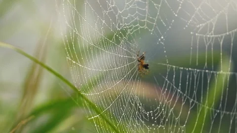 Spider on Web with Dew Drops Stock Footage 316891477