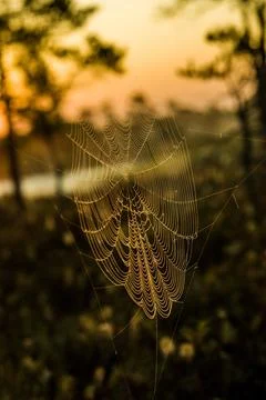 Spider web with dew drops in the foreground, with a serene wetland landscape Stock Photos