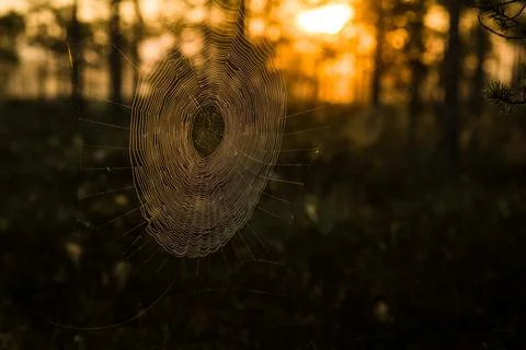 Spider web with dew drops in the foreground, with a serene wetland landscape Stock Photos