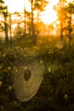 Spider web with dew drops in the foreground, with a serene wetland landscape Stock Photos