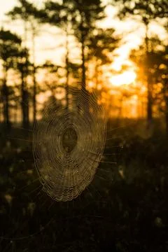 Spider web with dew drops in the foreground, with a serene wetland landscape Stock Photos