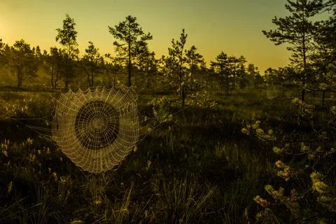 Spider web with dew drops in the foreground, with a serene wetland landscape Stock Photos