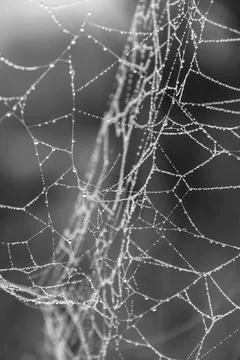 Spider web with dew drops in the forest Stockfoto's
