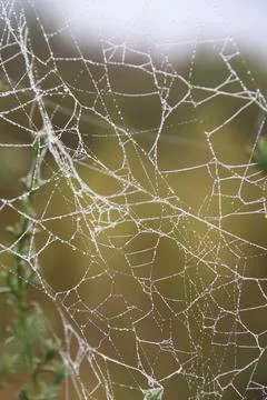 Spider web with dew drops in the forest Stock Photos