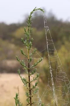Spider web with dew drops in the forest Stockfoto's