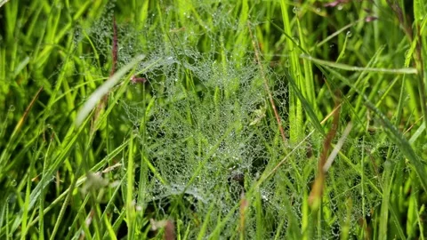 Spider web with dew drops on green grass Stock Footage 337736641
