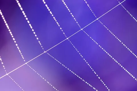 Spider web with dew drops idolated on blur blue purple background. Stock Photos