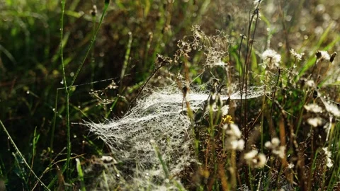 A spider web with dew drops illuminated by the morning sun. Wildlife. Stock Footage 317820635