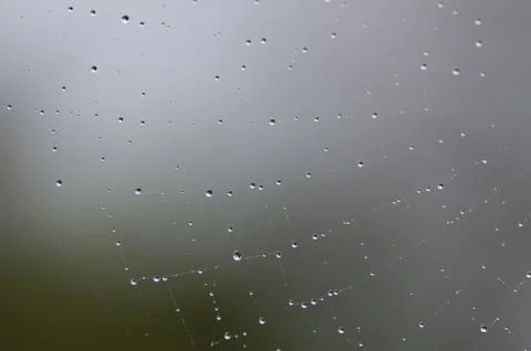 Spider web with dew drops on it Stock Photos