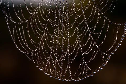 Spider web with dew drops looks like a necklace Stock Photos