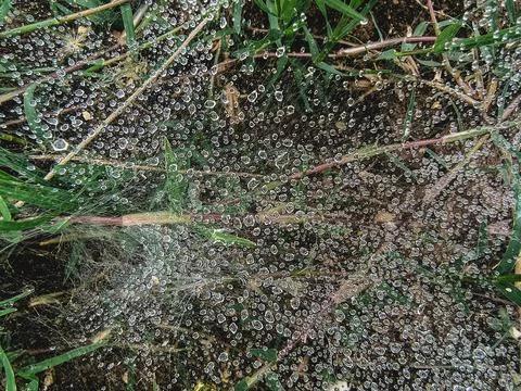 Spider Web with Dew Drops – Macro Nature Photography in Morning Light Stock Photos
