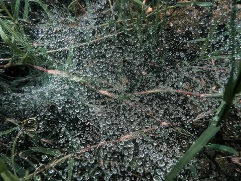 Spider Web with Dew Drops – Macro Nature Photography in Morning Light Stock Photos