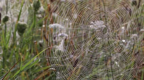 Spider web with dew drops in the morning Stock Footage 55494526