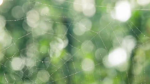 Spider web with dew drops in morning. Green bokeh nature background. Stock-Footage 75934152