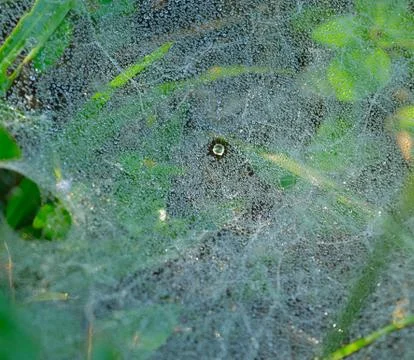 Spider web with dew drops in the morning. Dry spider silk forms a necklace-li Stock Photos