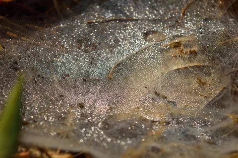 Spider web with dew drops in the morning. Dry spider silk forms a necklace-li Stock Photos