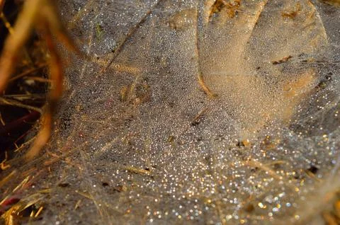 Spider web with dew drops in the morning. Dry spider silk forms a necklace-li Stock Photos