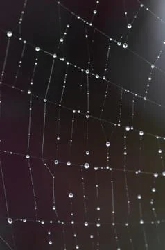 Spider web with dew drops Foto stock