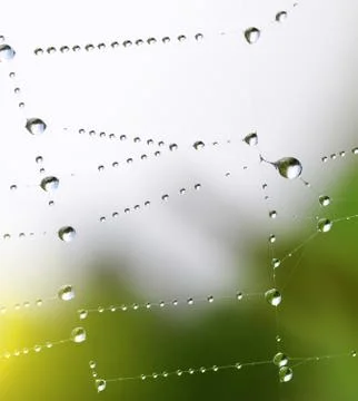 Spider web with dew drops Stock Photos